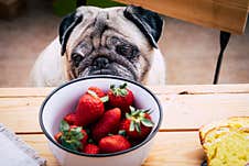 Thoughtful Pretty Pug Dog Avoids Looking At Strawberries. Sitting At The Wooden Table Like A People. Best Friends Concept Stock Image