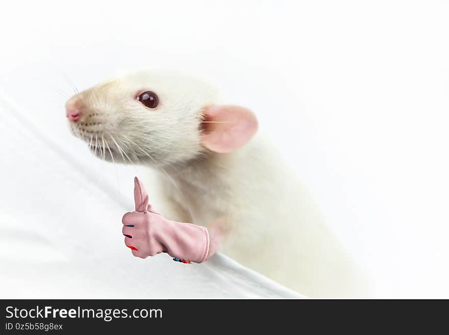 Funny white rat looks with interest