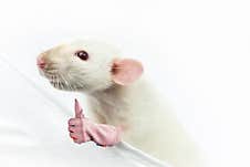 Funny White Rat Looks With Interest Stock Photo