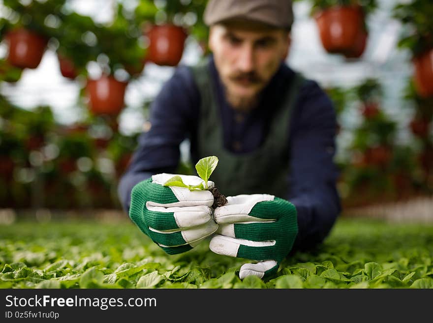 Cropped portrait of male gardener in the sunny greenhouse