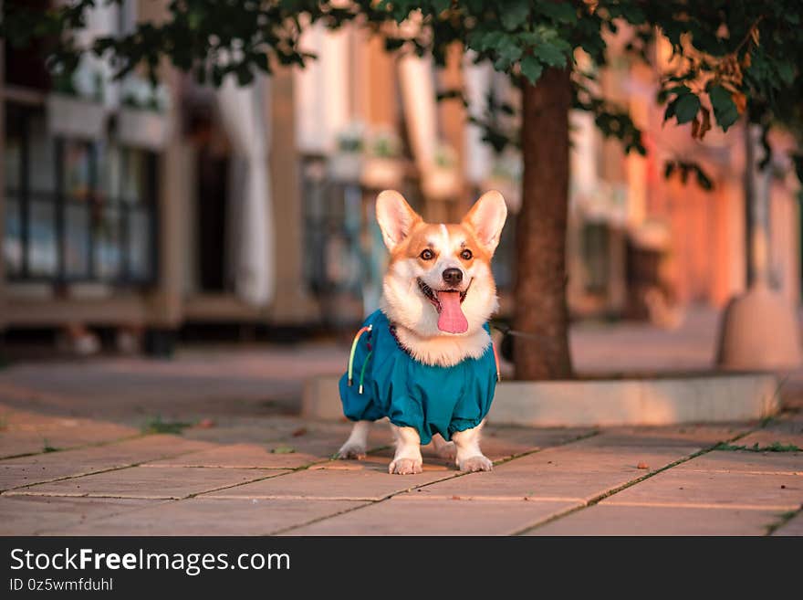 Corgi Welsh Pembroke puppy in a blue jumpsuit in the city. Corgi Welsh Pembroke puppy in a blue jumpsuit in the city