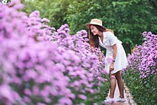 A Beautiful Young Asian Woman In Margaret Flower Field Stock Photos