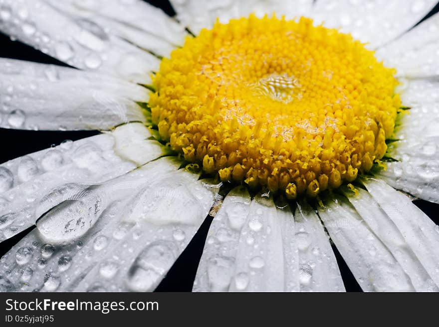 White camomile with dewdrops close-up. Macro photo of chamomile