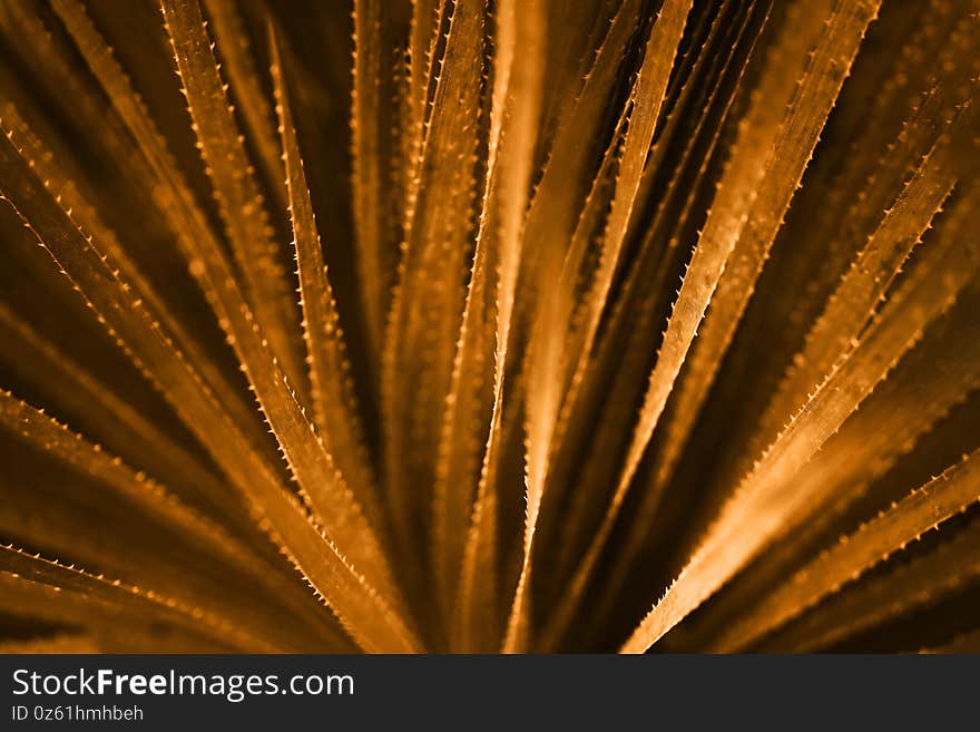 Aloe Vera natural textured background, selective focus. Toned golden orange.