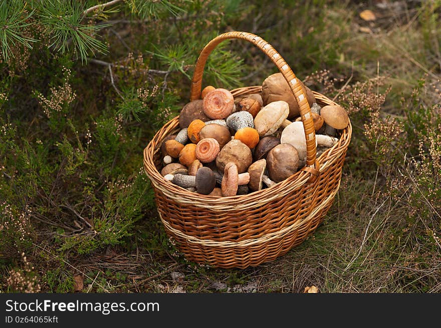 A wicker basket full of fresh autumn mushrooms