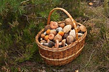 A Wicker Basket Full Of Fresh Autumn Mushrooms Stock Image