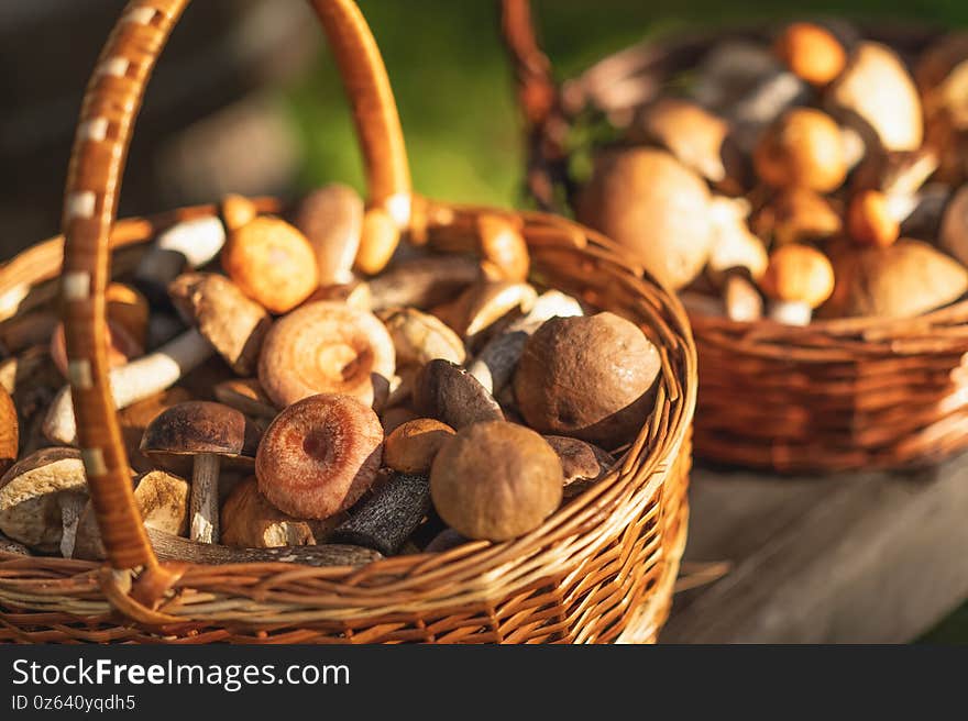 Two wicker baskets full of fresh autumn mushrooms