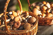 Two Wicker Baskets Full Of Fresh Autumn Mushrooms Royalty Free Stock Photography