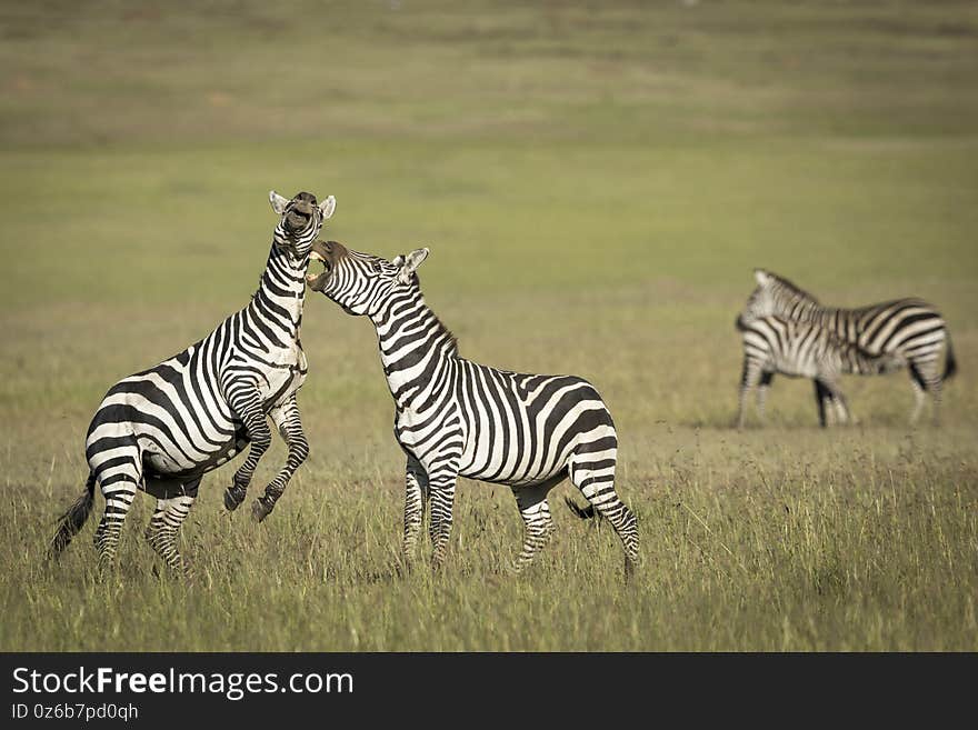 Two zebra fighting and biting each other in Masai Mara in Kenya