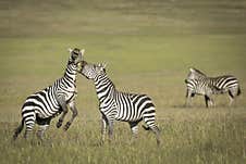 Two Zebra Fighting And Biting Each Other In Masai Mara In Kenya Royalty Free Stock Photography