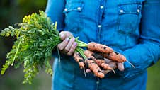 A Woman Is Holding A Fresh Carrot With Tops Royalty Free Stock Image