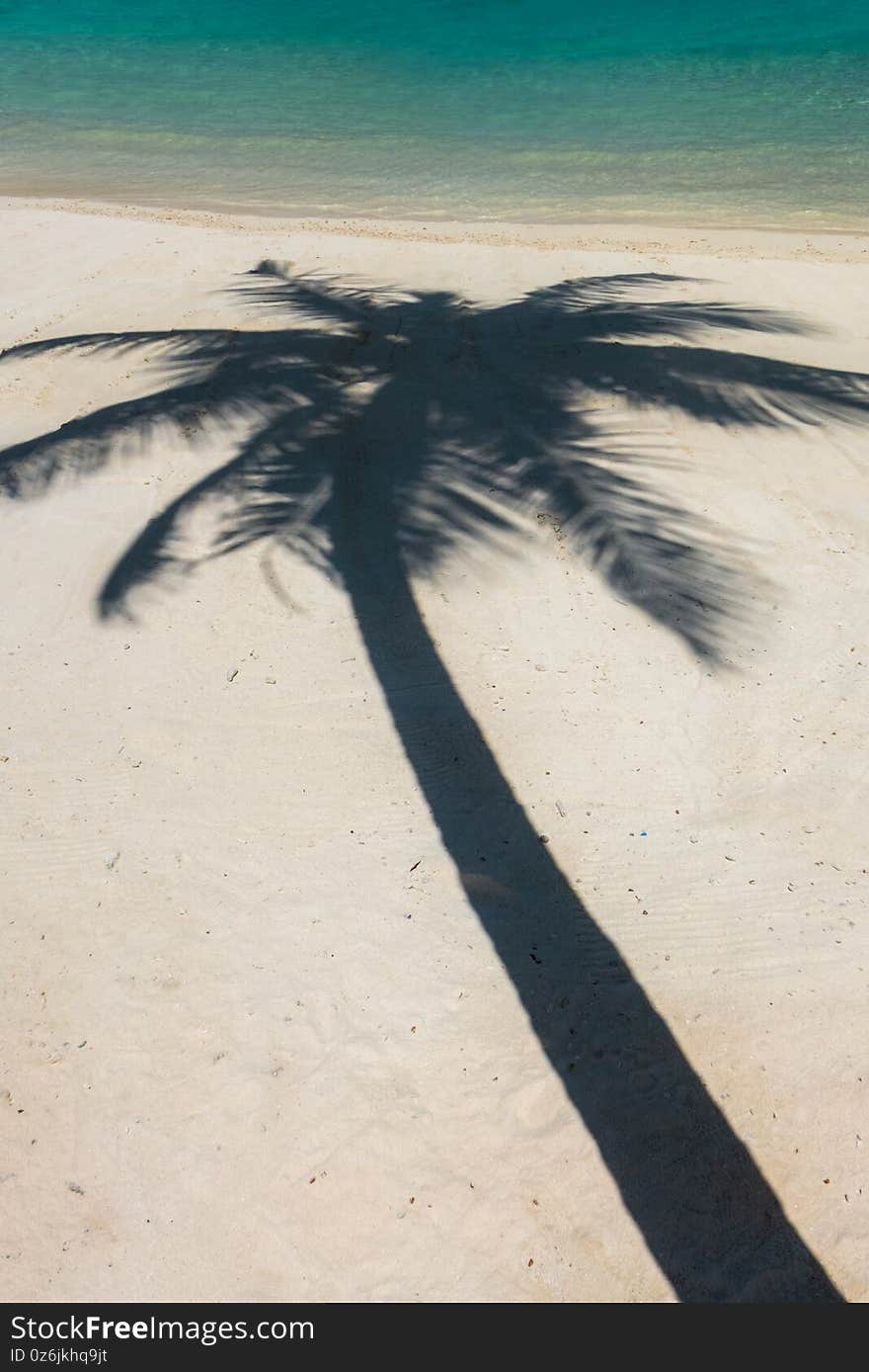 Palm tree shadow on beach sand on a shore of Indian ocean