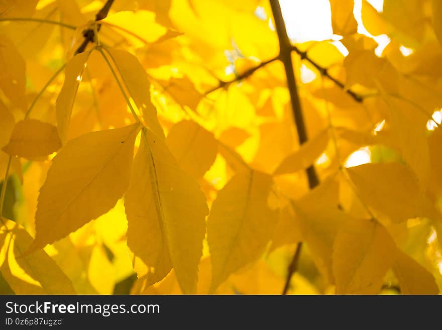 Golden Yellow Leaves Turning In Autumn Pretty Fall Foliage Soft Background