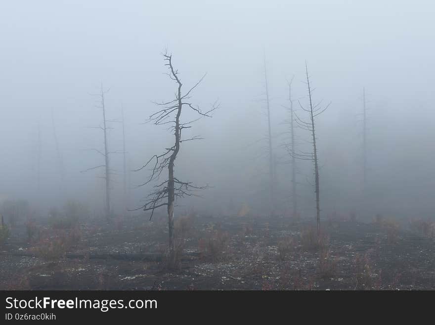 The Dead Forest of Tolbachik