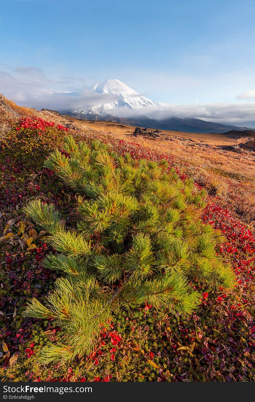 Tolbachik. It is a volcanic complex on the Kamchatka Peninsula in the far east of Russia. Early autumn colours slopes on mountain range in bright yellow. Tolbachik. It is a volcanic complex on the Kamchatka Peninsula in the far east of Russia. Early autumn colours slopes on mountain range in bright yellow.