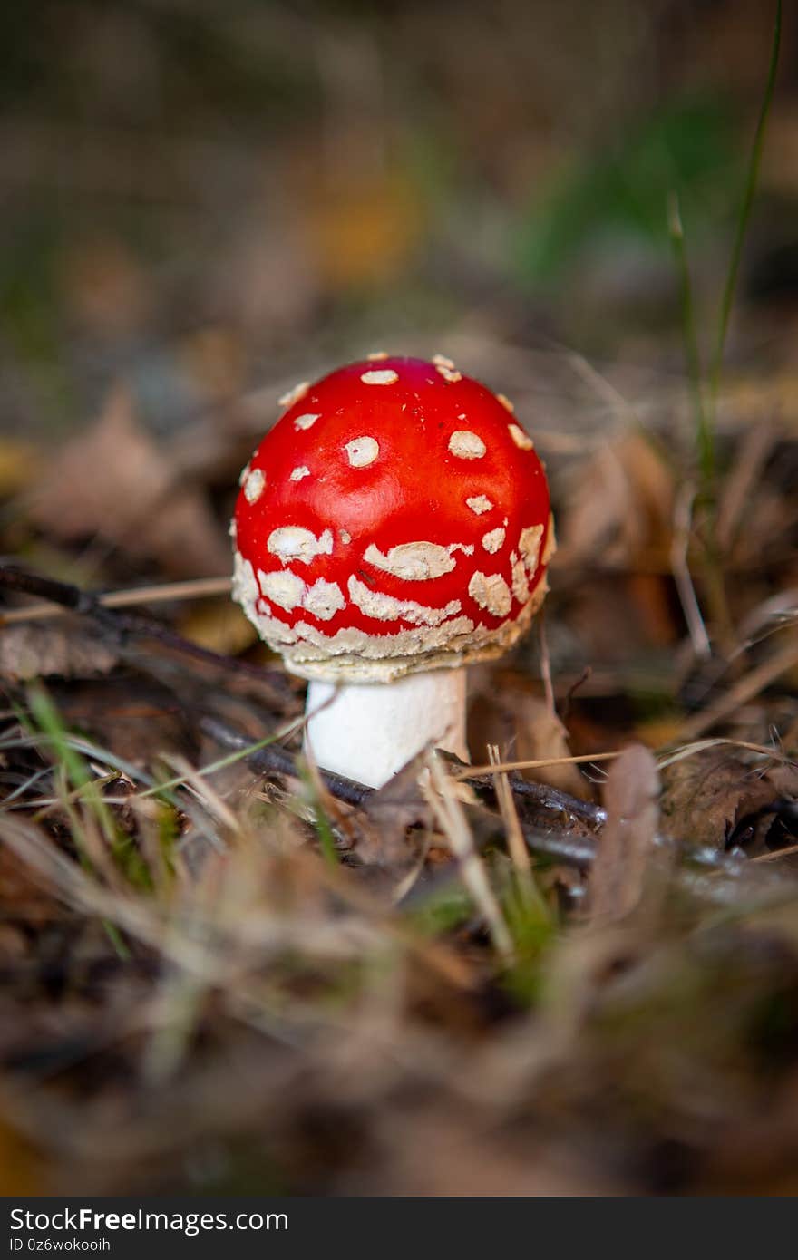 Small poisonous toadstool with its loud red cap stands on the forest floor