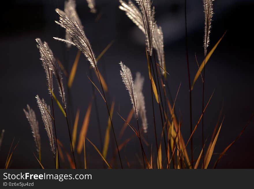 Flowering spikelets of Miscanthus sinensis. Dry autumn grasses with spikelets of beige color close-up. Solar illumination, contour light. Natural background. Selective focus