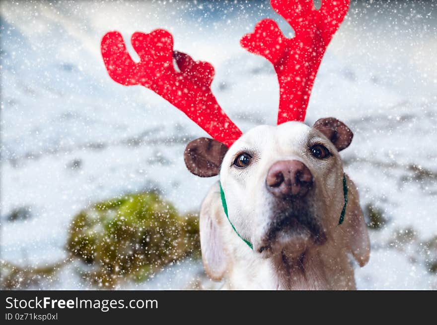 Dog Wearing Antlers for a Christmas Scene