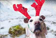 Dog Wearing Antlers For A Christmas Scene Stock Photos