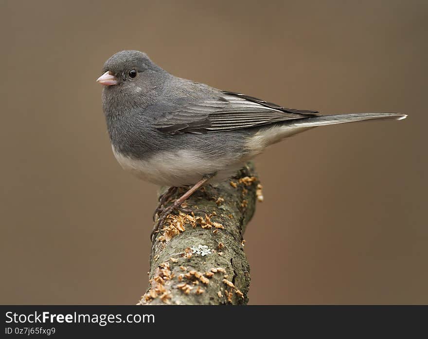 Dark-eyed junco Junco hyemalis perched on a branch