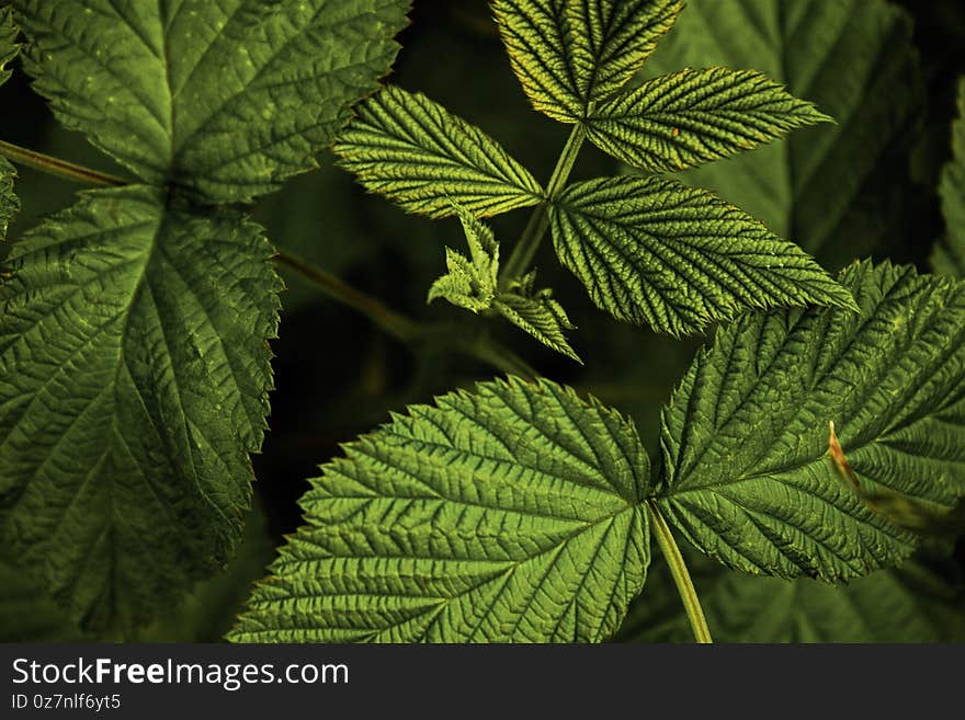 Green leaves of raspberry