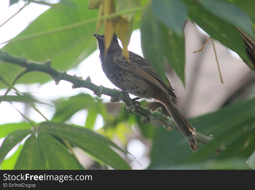 Bulbul Bird on the branch of a tree