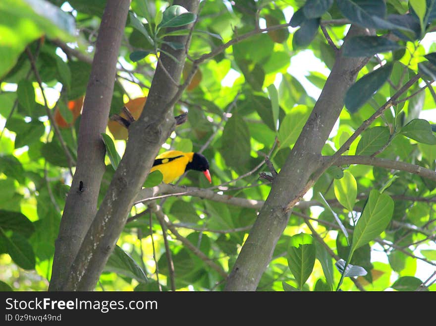 Beautiful birds, Plant beauty in Nature