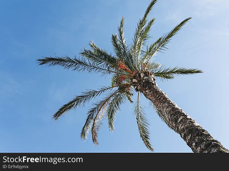 Palm Tree By The Sea With Sunlight