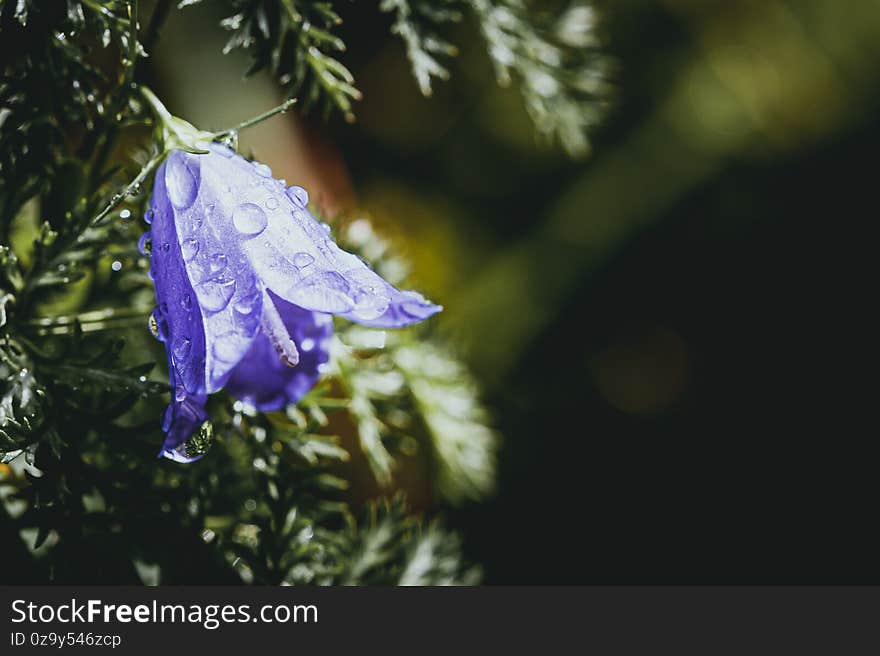 Violet bell flower with dew drops in a forest