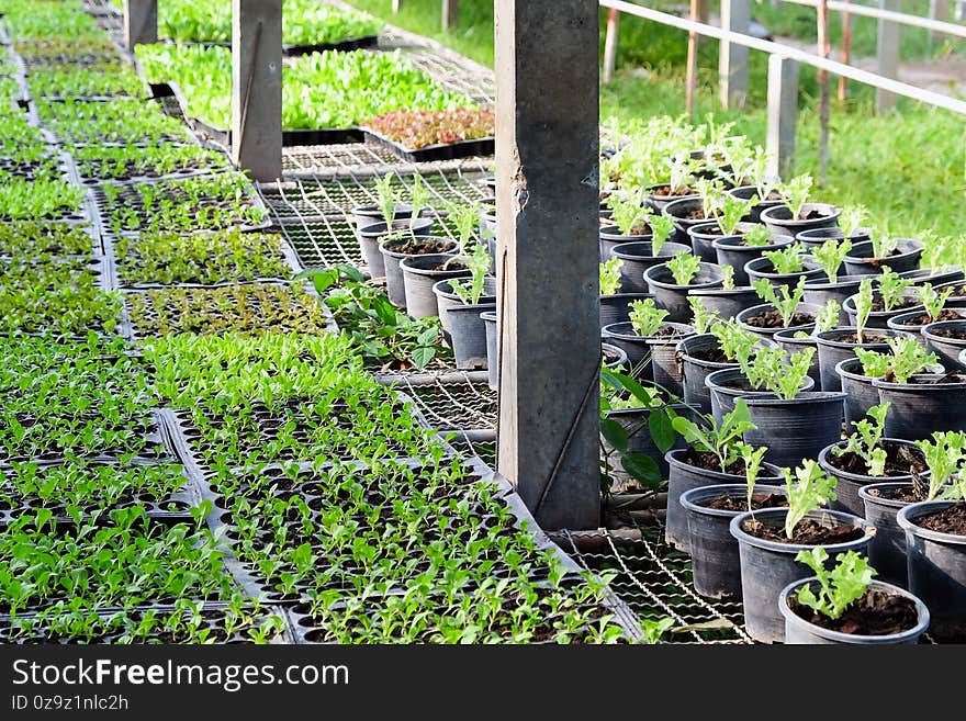 Young plants growing in a greenhouse.