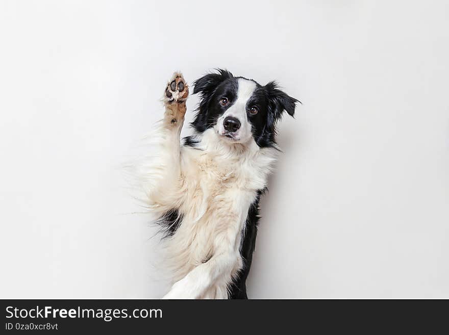 Funny studio portrait of cute smiling puppy dog border collie isolated on white background. New lovely member of family little dog gazing and waiting for reward. Funny pets animals life concept