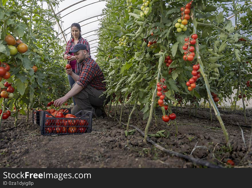 Friendly team harvesting fresh tomatoes from the greenhouse garden