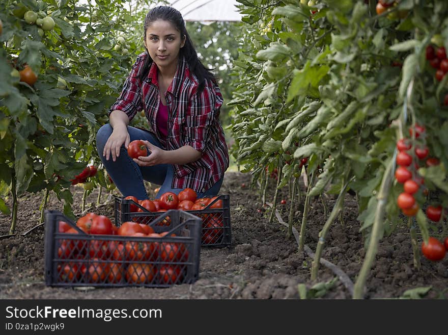 Young woman in a greenhouse picking red tomatoes