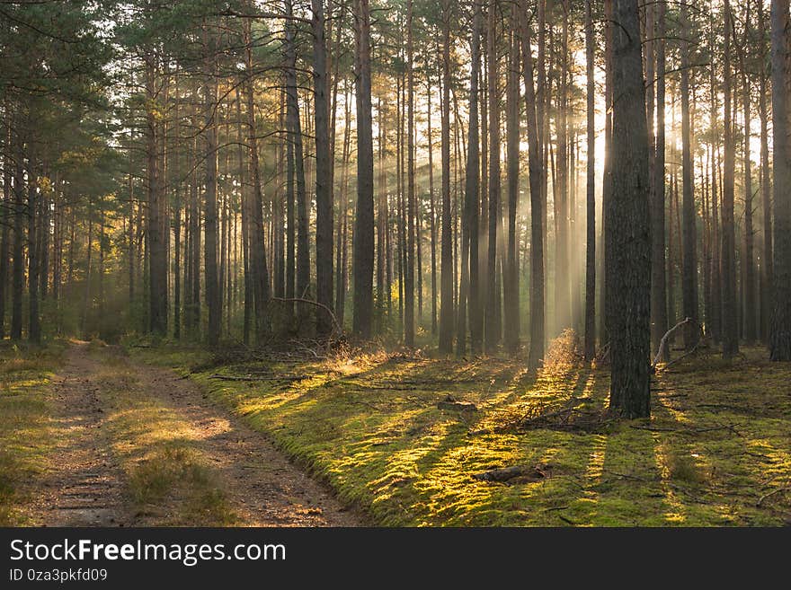 It`s an autumn morning. Tall pine forest. A haze rises among the tall, slender trunks. The sun rises, its rays squeezing between the trees illuminate the fog, creating picturesque bands of light. It`s an autumn morning. Tall pine forest. A haze rises among the tall, slender trunks. The sun rises, its rays squeezing between the trees illuminate the fog, creating picturesque bands of light.