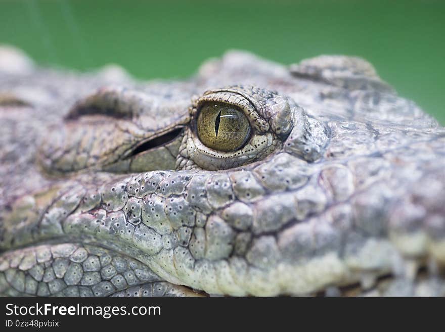 Crocodile eye. Eye of hunter fierce and formidable of crocodile