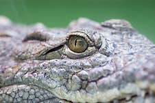 Crocodile Eye. Eye Of Hunter Fierce And Formidable Of Crocodile Royalty Free Stock Photos