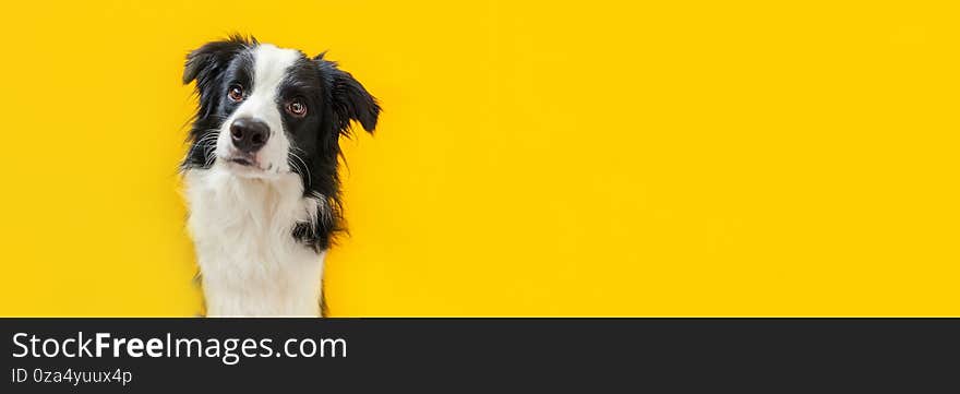 Funny studio portrait of cute smiling puppy dog border collie isolated on yellow background. New lovely member of family little