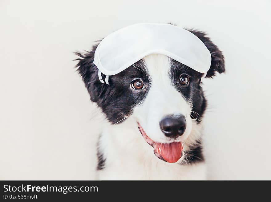 Do Not Disturb Me, Let Me Sleep. Funny Cute Smiling Puppy Dog Border Collie With Sleeping Eye Mask Isolated On White Background.