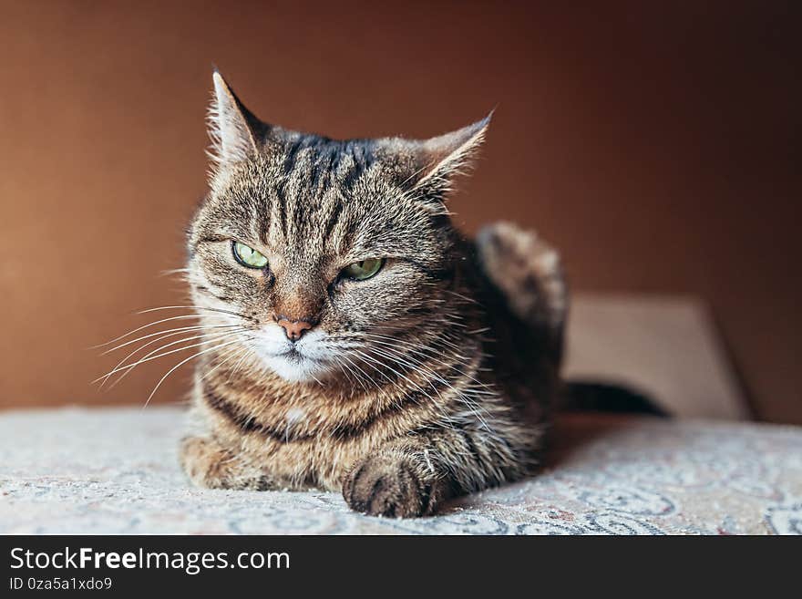 Funny portrait arrogant short-haired domestic tabby cat relaxing at home. Little kitten lovely member of family playing indoor.