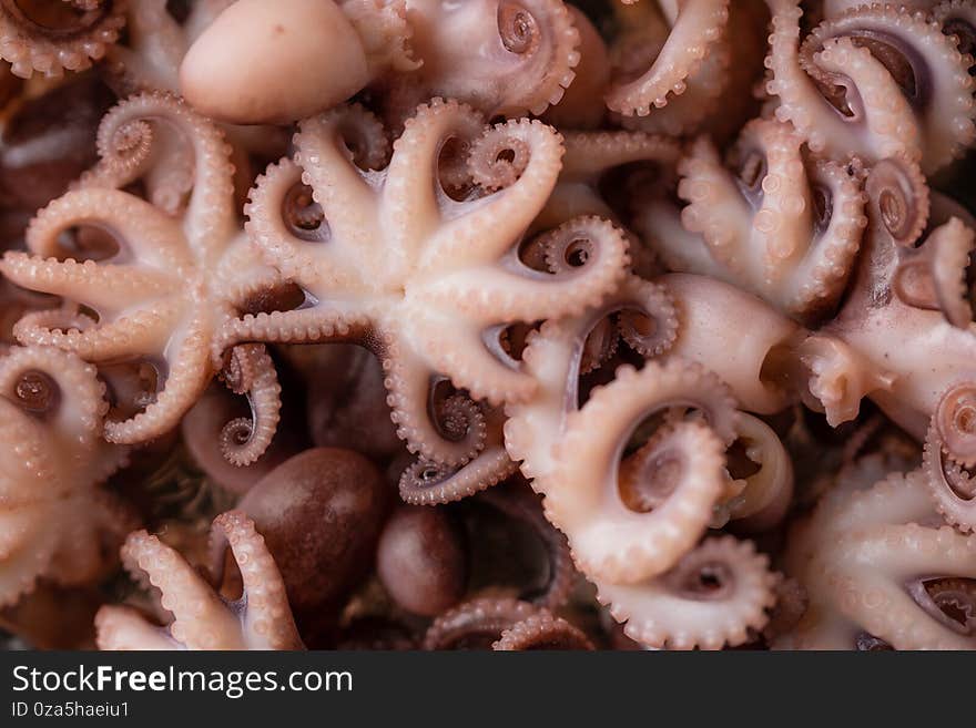 Close-up view of baby octopuses. Macro photo. Seafood concept. Delicious meal. Traditional Thai dish. Horizontal format.