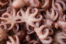 Close-up View Of Baby Octopuses. Macro Photo. Seafood Concept. Delicious Meal. Traditional Thai Dish. Horizontal Format Royalty Free Stock Photos