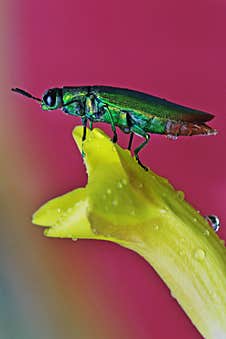 A Rainbow-colored Beetle Is Resting Over Wildflowers. Royalty Free Stock Photos