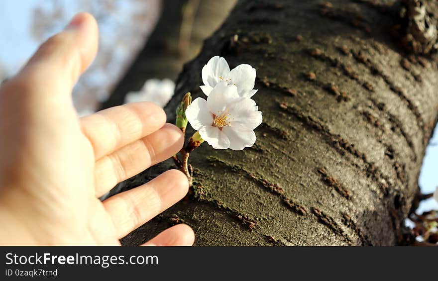 A cherry tree in full blossom and a hand. Spring flower festival image.