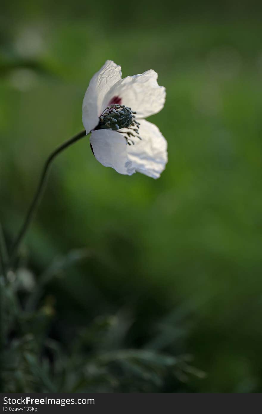 One single white poppy with green background .Abstract view of this wild flower.
I found this in the wild field .It was a fantastic feeling because usually I saw only red poppies.