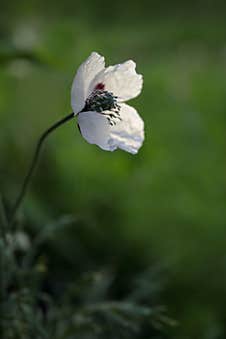 One Single White Poppy With Green Background .Abstract View Of This Wild Flower Royalty Free Stock Image