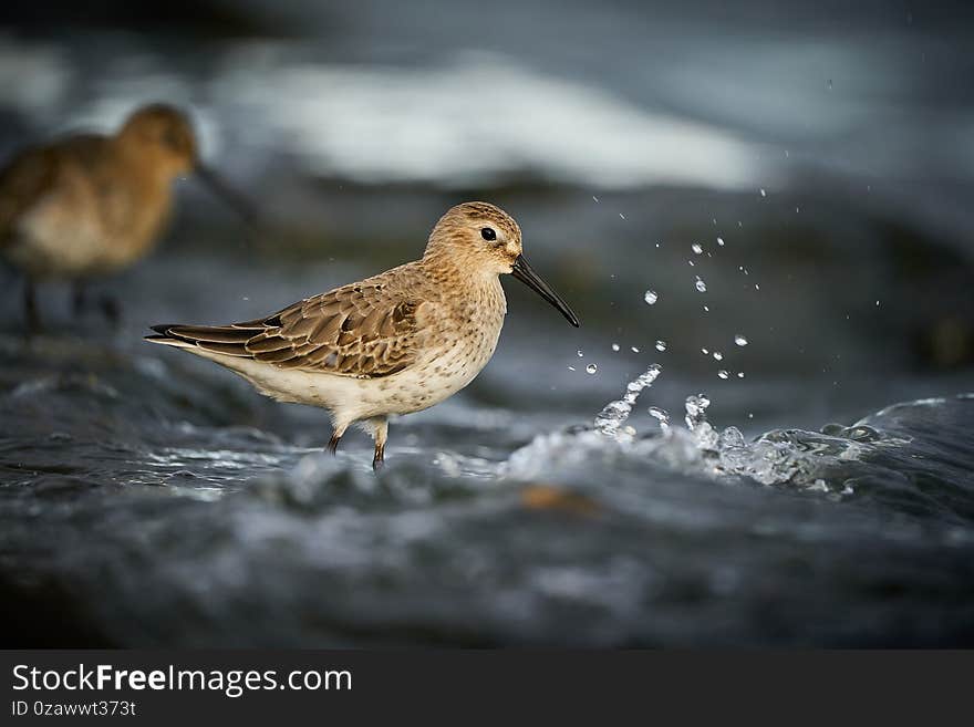 Dunlin, Calidris alpina, water bird in the nature habitat. Small wading bird. Wildlife scene from nature.  Animal in the nature habitat