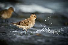 Dunlin, Calidris Alpina, Water Bird In The Nature Habitat Stock Image