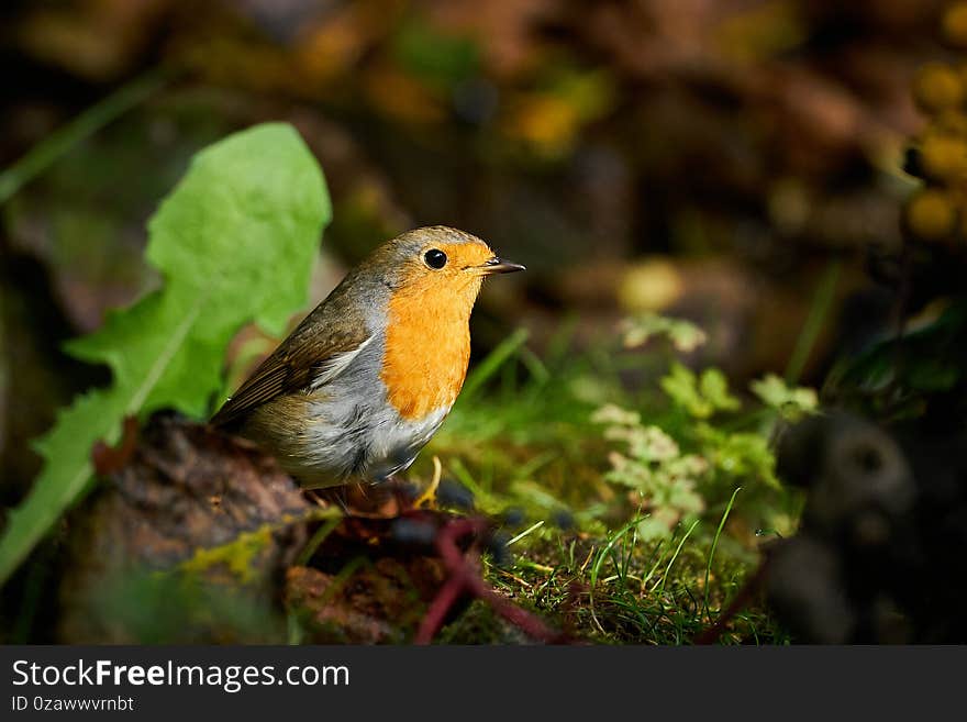 European Robin  Erithacus Rubecula Orange Cute Bird