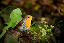 European Robin  Erithacus Rubecula Orange Cute Bird Stock Photo