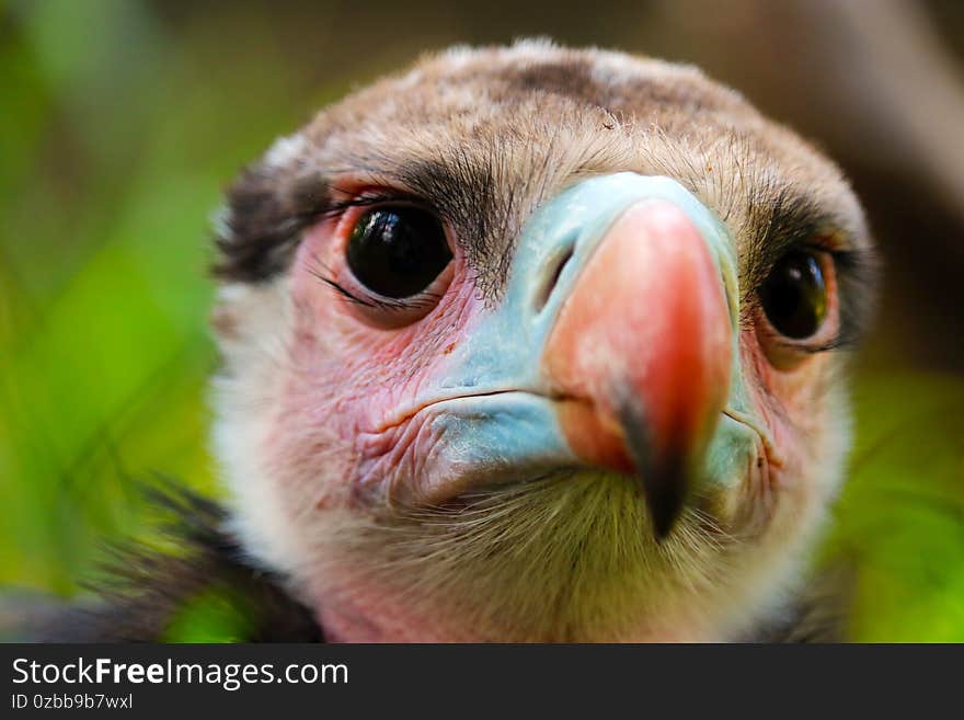 Head of a critically threatened white-headed vulture in frontal view, close-up